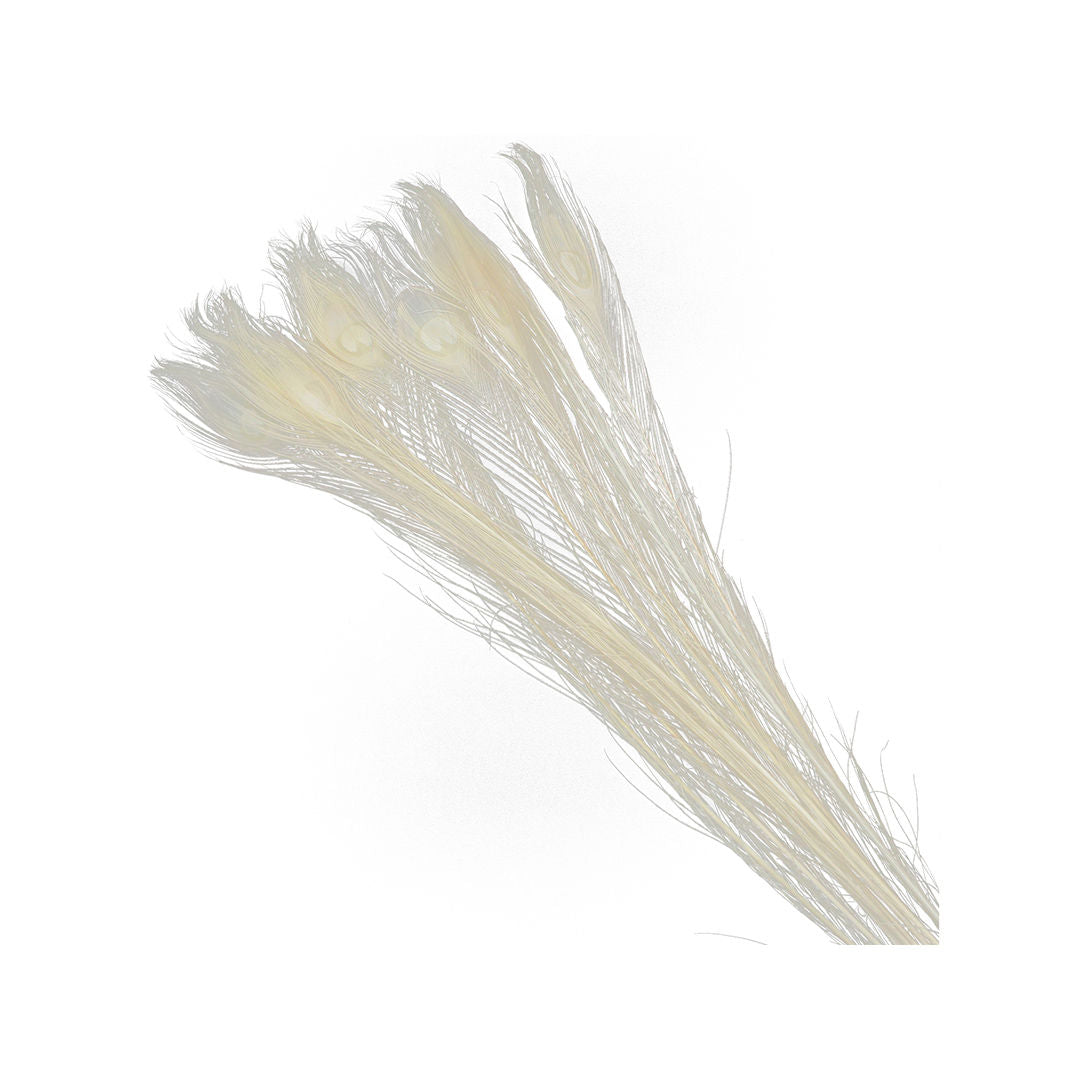 Peacock Feather Spray Cream, 90cm