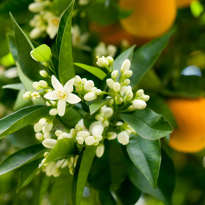 Luminous Musk Eau de Parfum 90ml