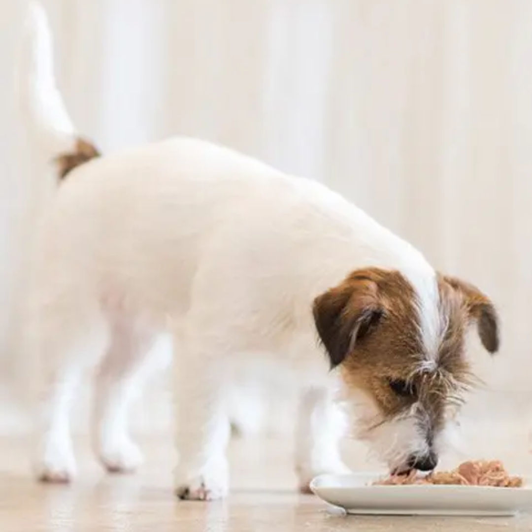 Schesir Dog Wet Food Natural Style Chicken, 85gm