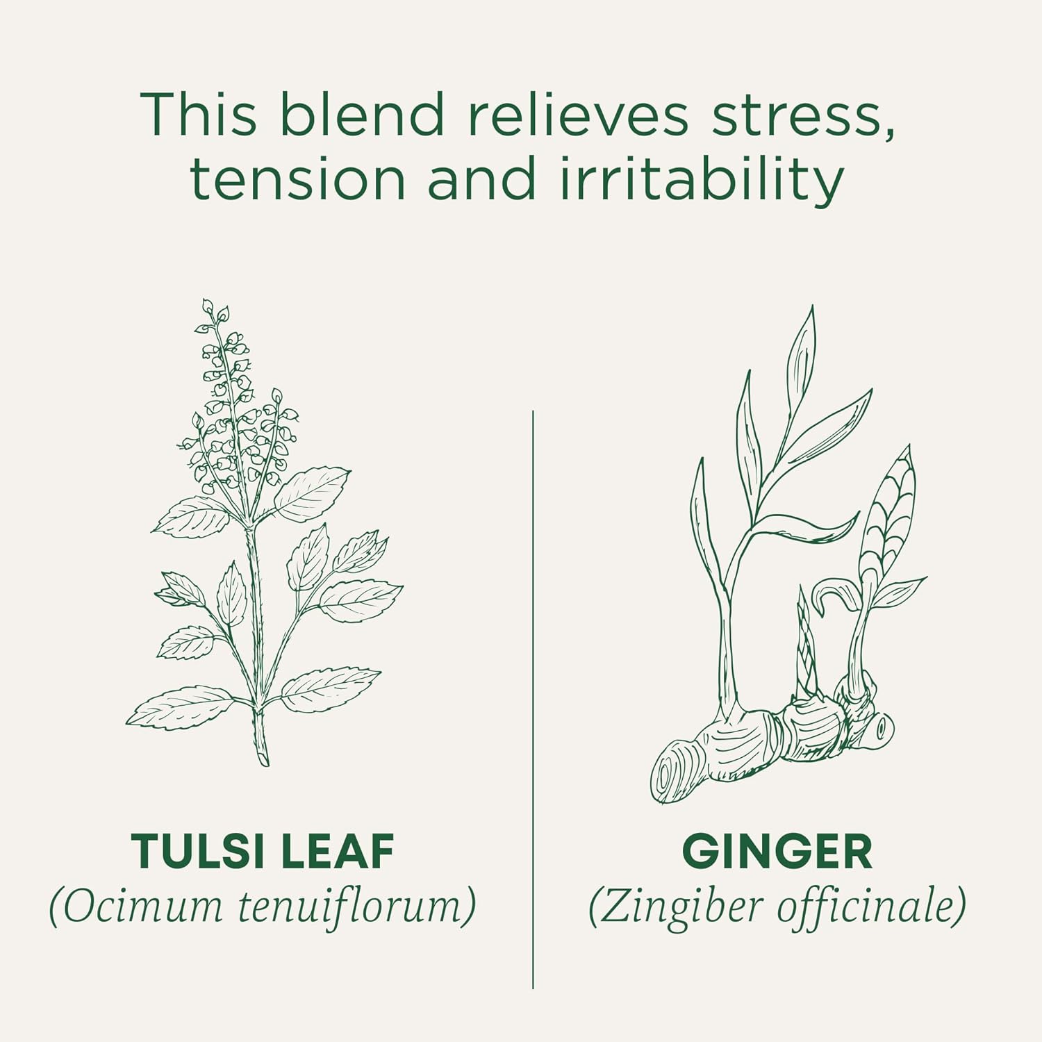 Traditional Medicinals Tea Tulsi Ginger Organic, 16 Ct