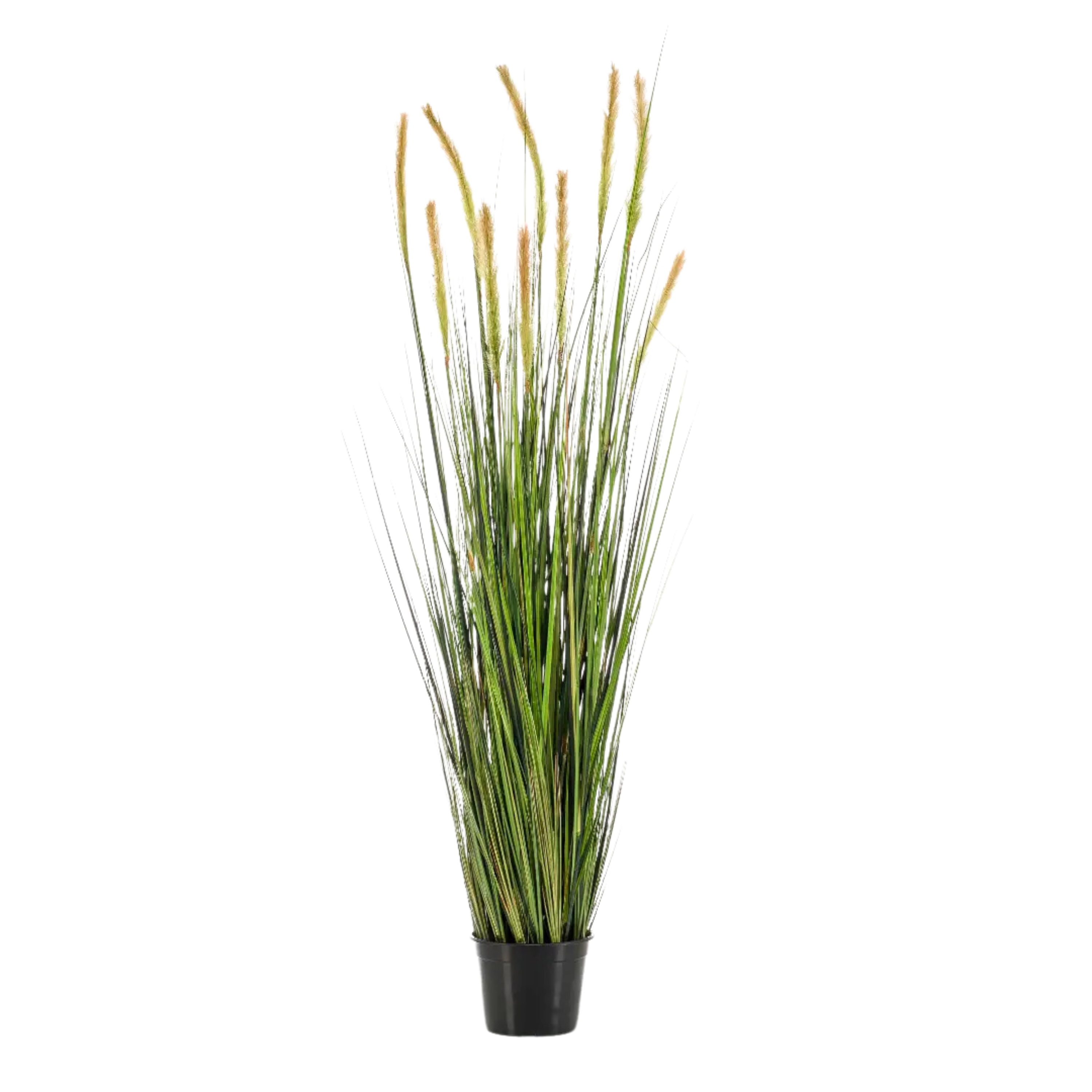 Grass Foxtail Bush