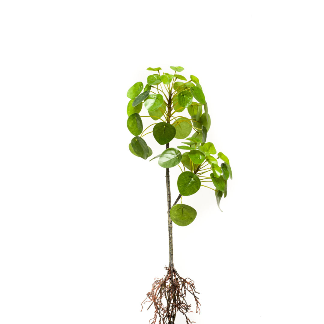 Pilea Plant With Roots