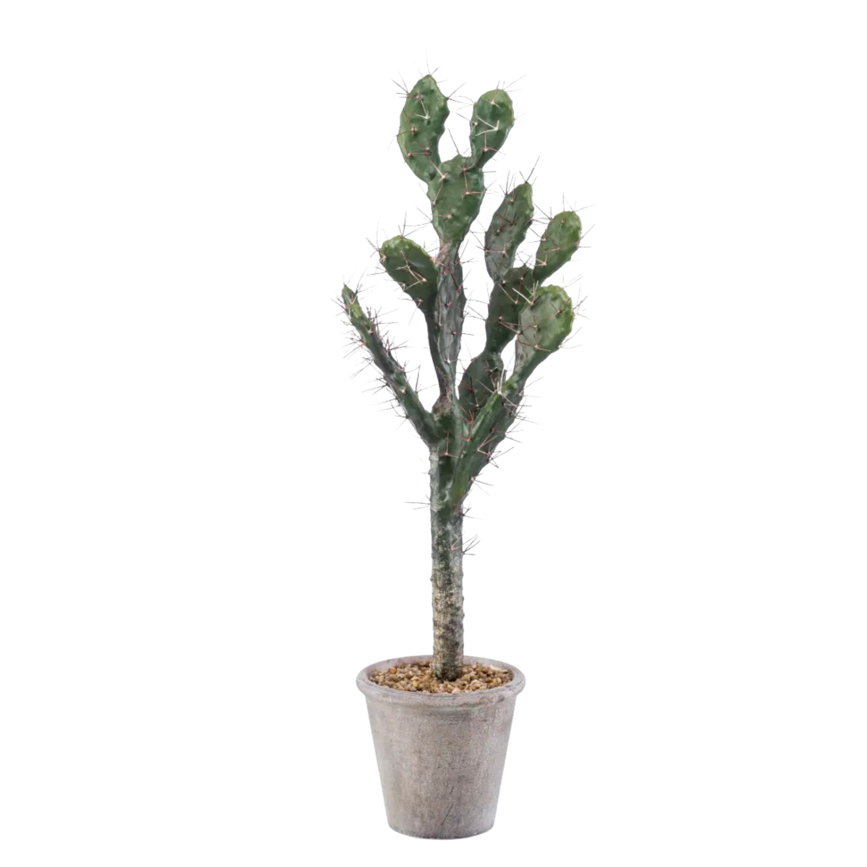 Cactus Sabra