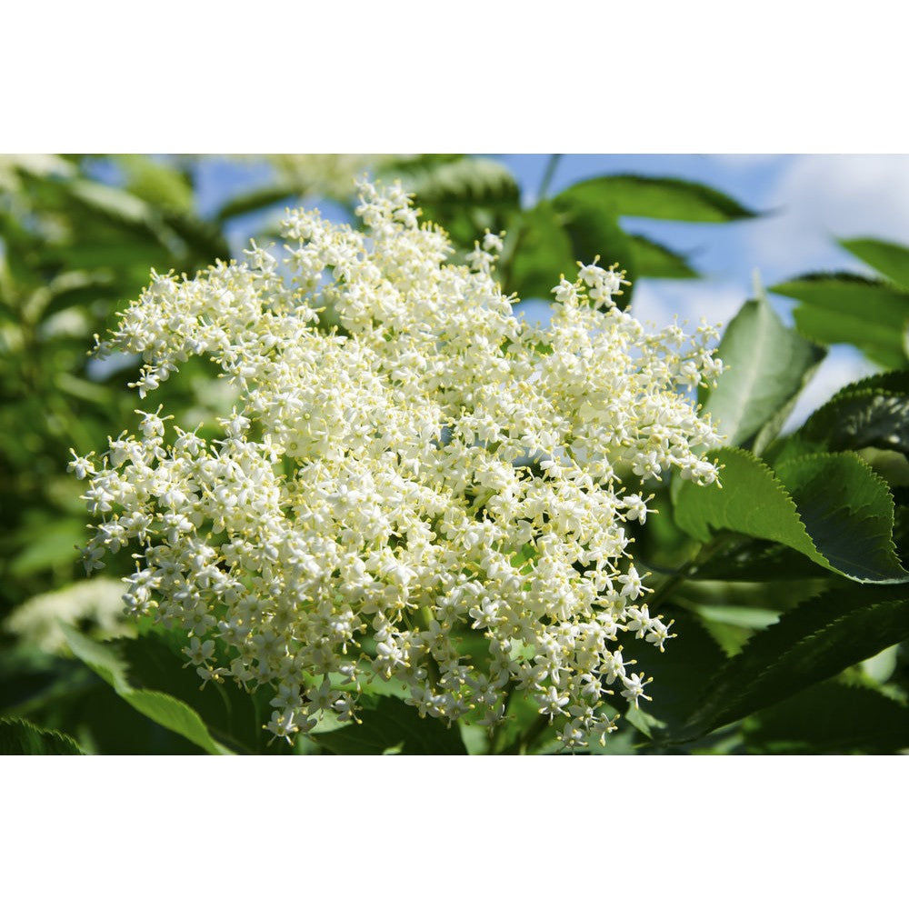 Aquasol Elderflower Tea 20g