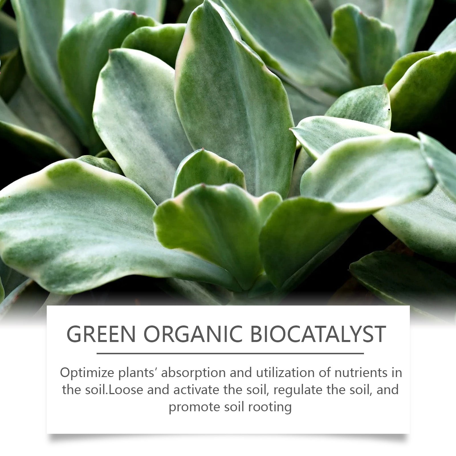 Boost Plant Nutrients Organic Biocatalyst, Soil Fertility, Healthy Growth, Easy Use ,100g