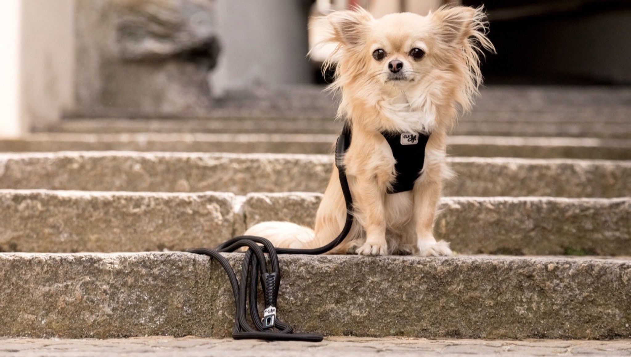 حزام "كورلي ستريتش كومفورت" للكلاب - متوسط الحجم