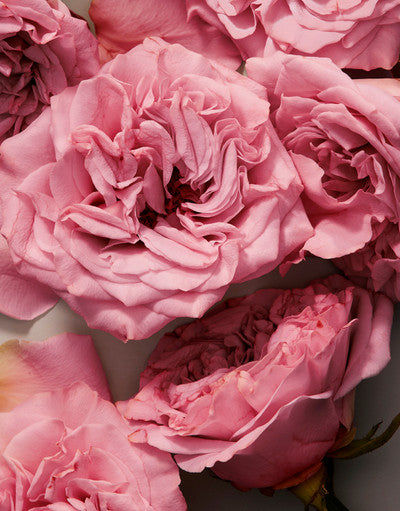 The One Eau de Parfum