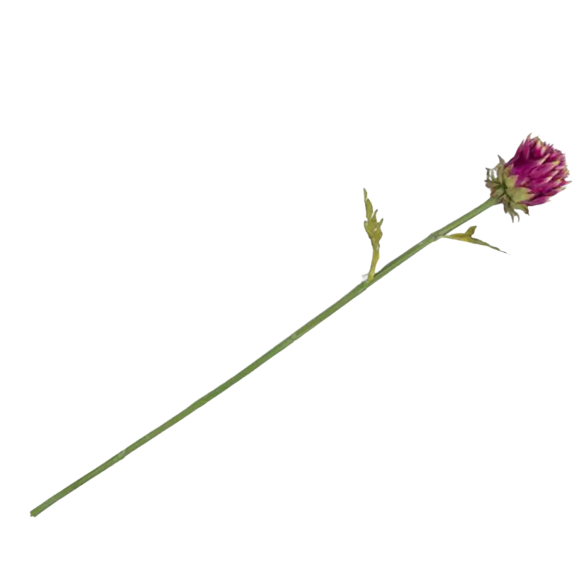 Artichoke Stem 80cm