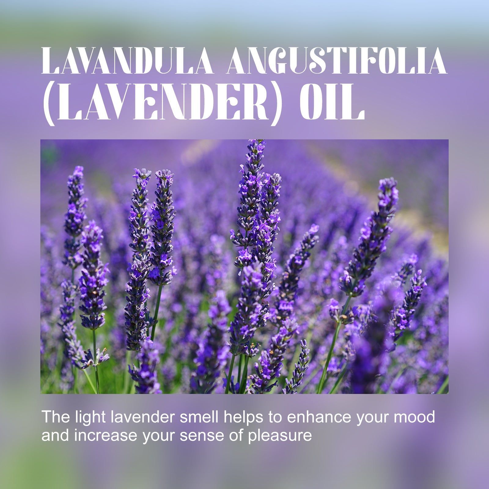 Lavender Essential Oil for Body Care, Moisturizing, Whitening, Relaxing, Skin Firming ,10ml/box