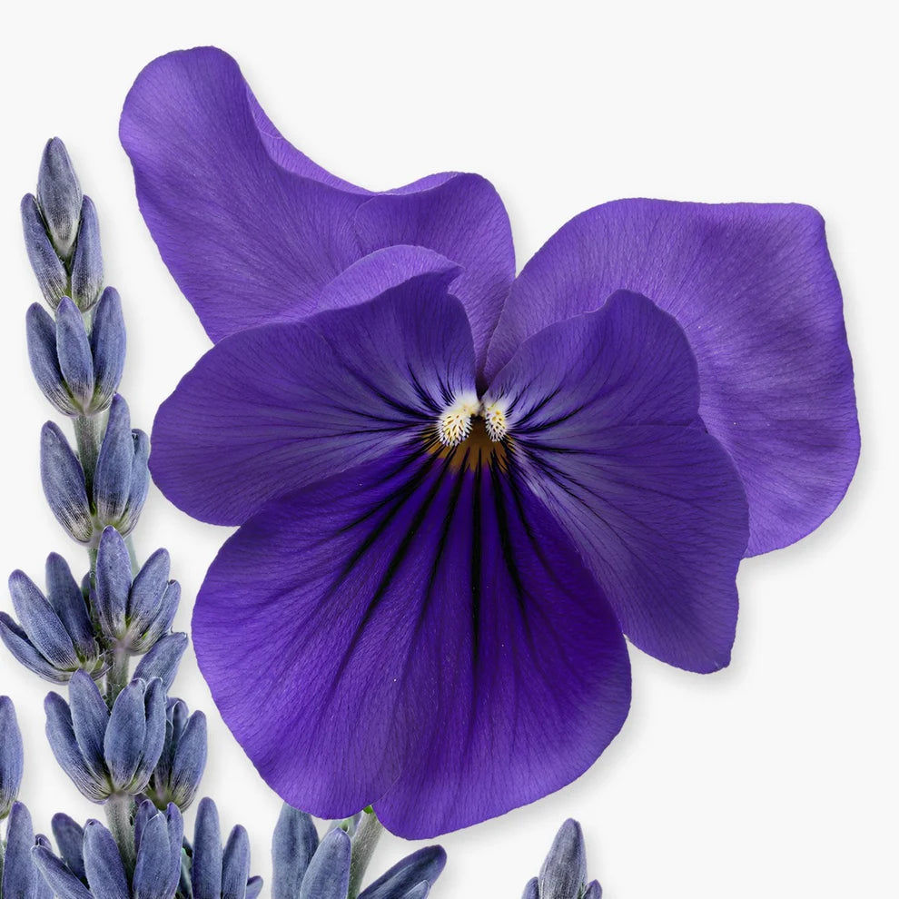 عطر بلاتين 75 مل