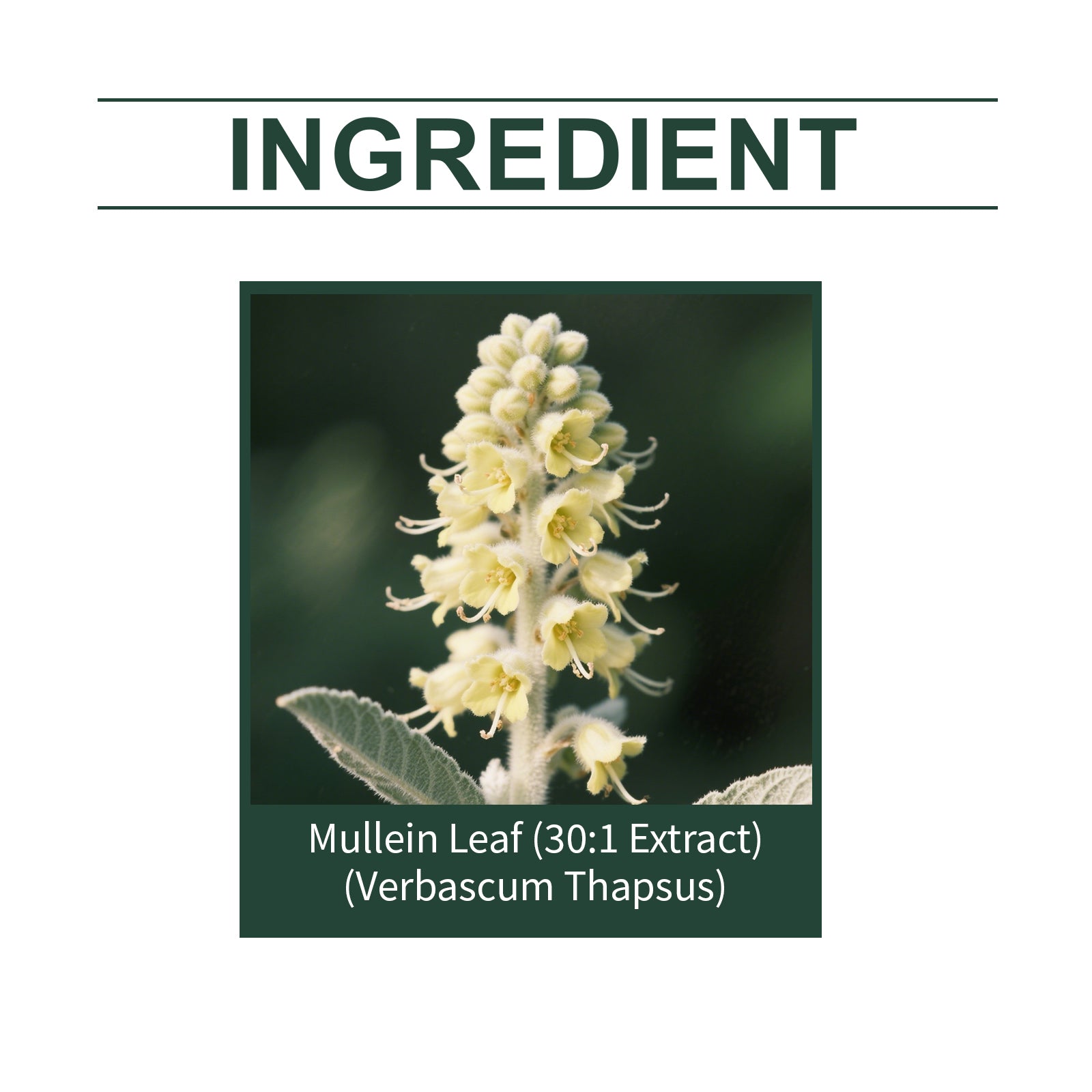 Boost Lung Health with Woolen Flower Body Care Supplement, Improve Breathing Naturally ,30ml