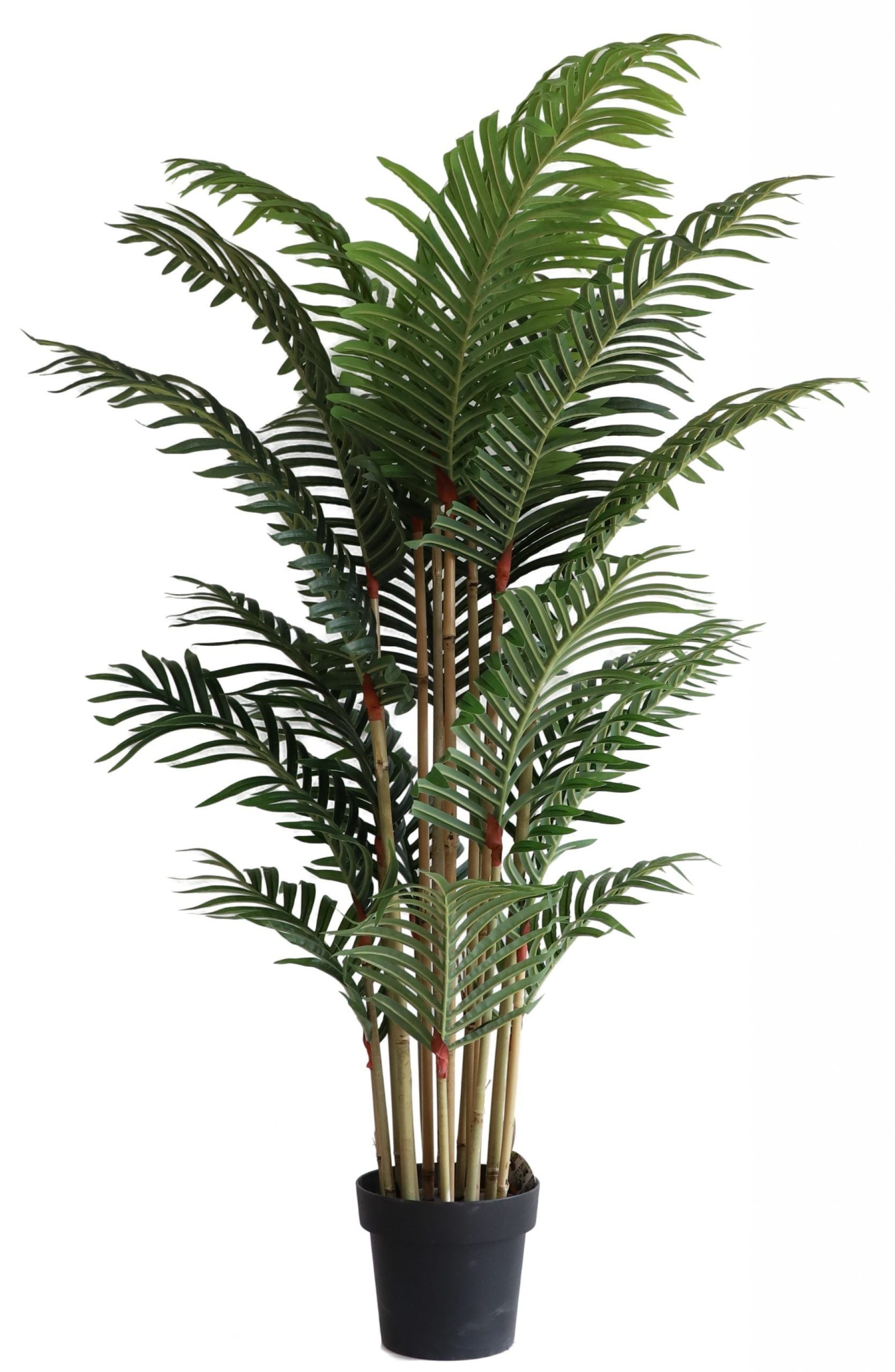 155cm Realistic Tall Kentia Palm Tree #A100155