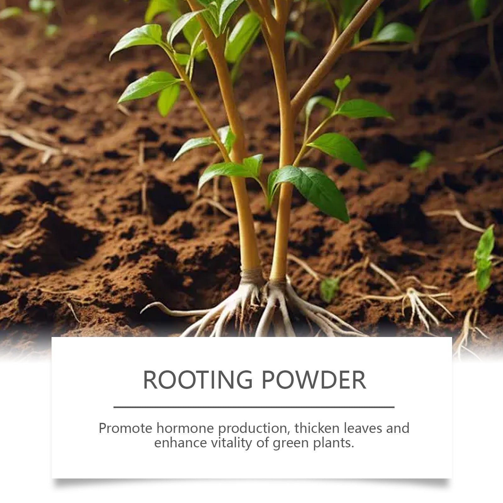 Boost Plant Growth with Horticultural Nutrition Root Powder, Easy Foliar & Drip Application ,100g