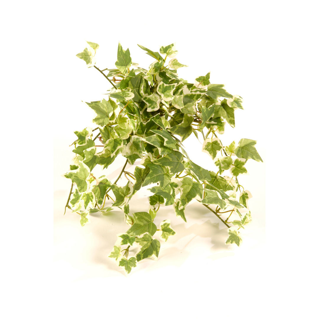 Ivy Mini Holland Bush Green