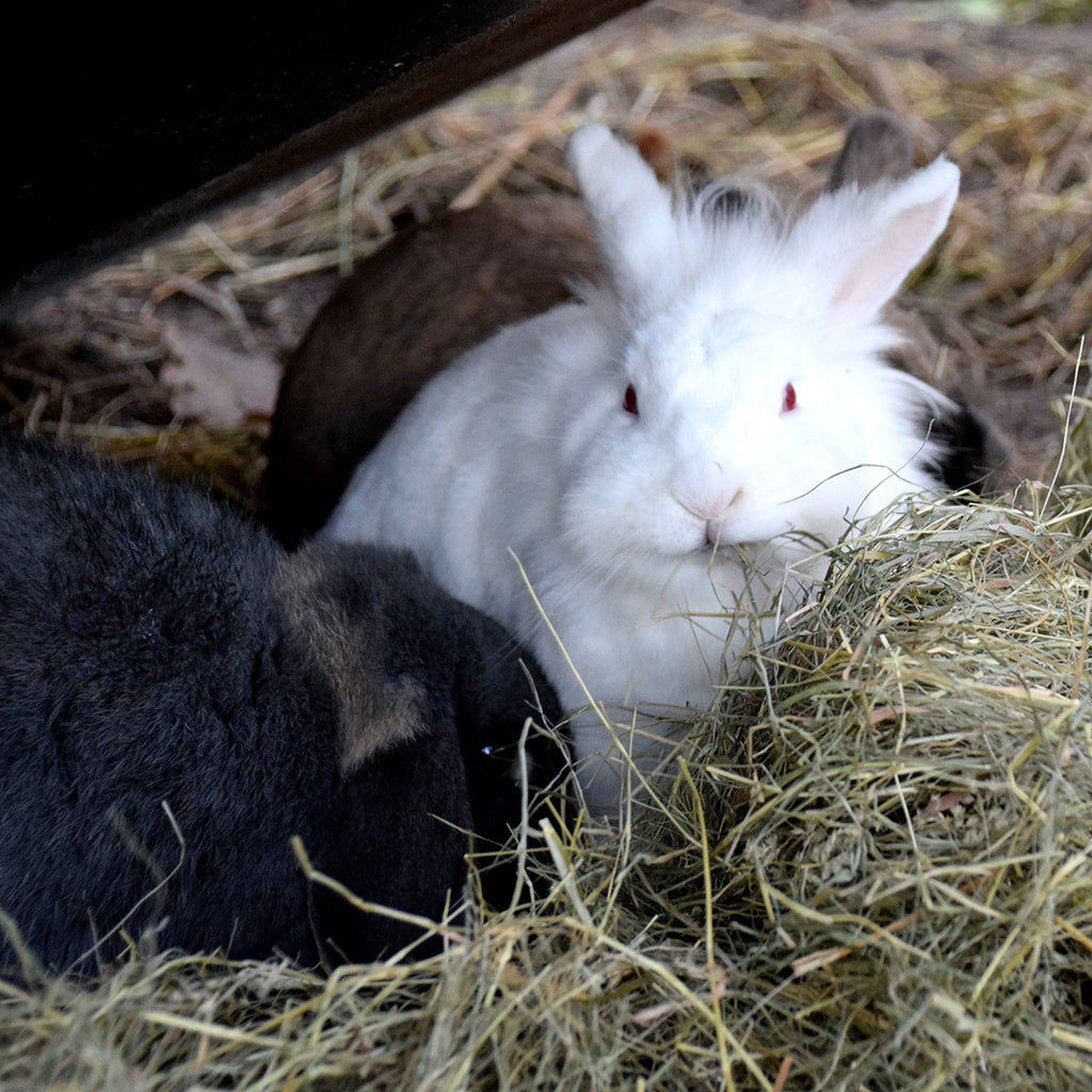 Witte Molen Puur Timothy Hay - 500g