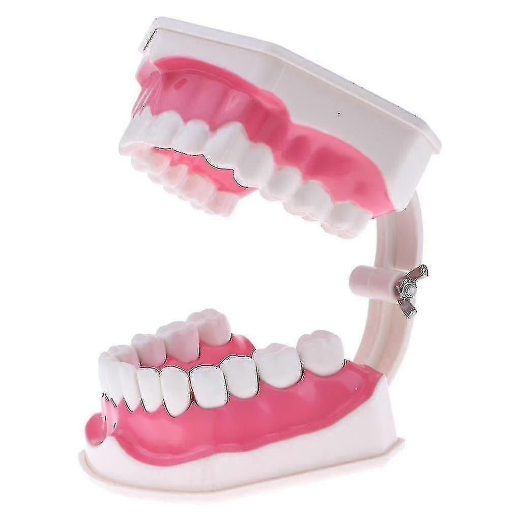 Anatomical Teeth Model Dentist Teaching Oral Hygiene Model Magnification zxin