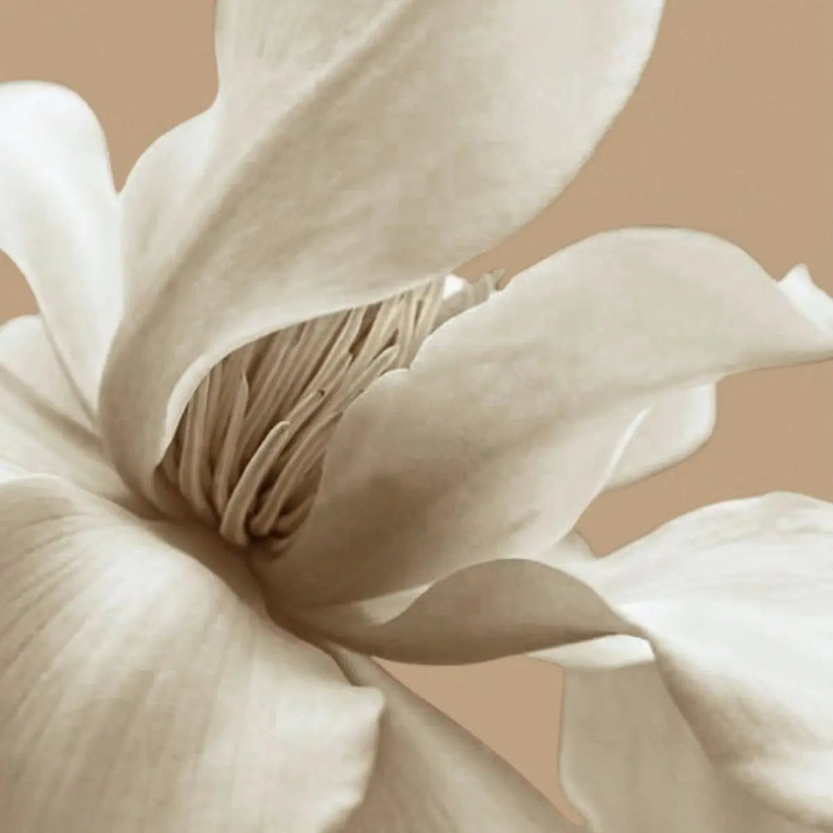 Crème Ebène Intense Eau de Parfum 100ml