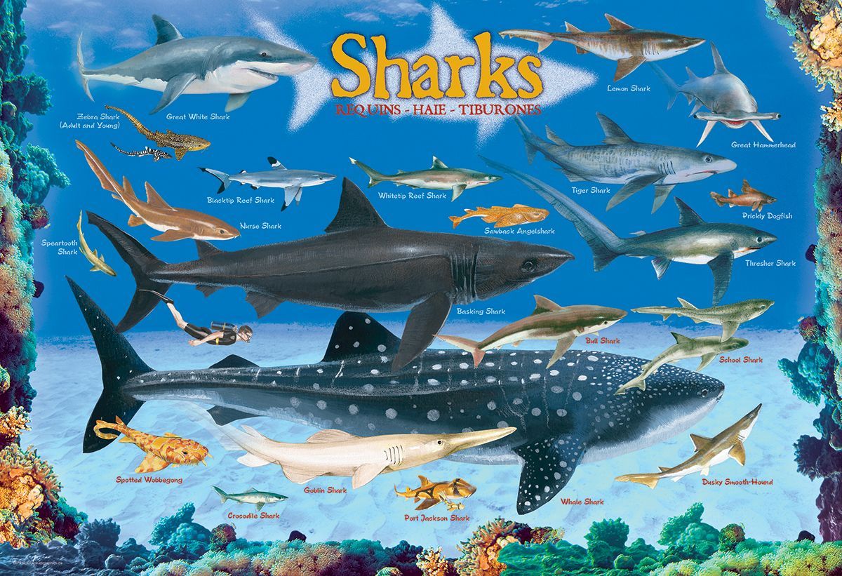 Sharks 100 Pieces Puzzle
