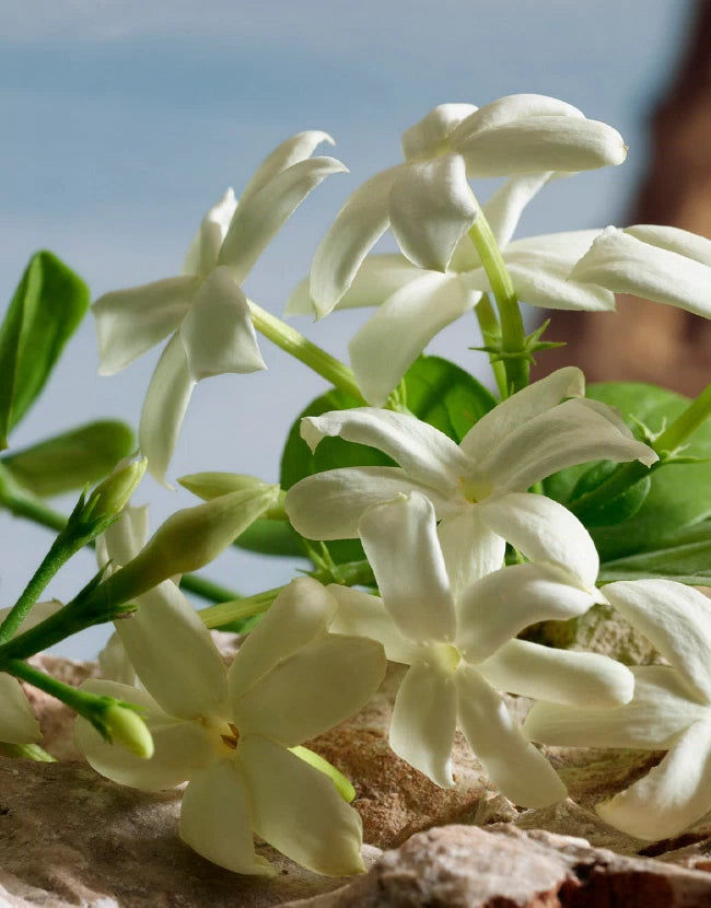 Q By Dolce&Gabbana Parfum