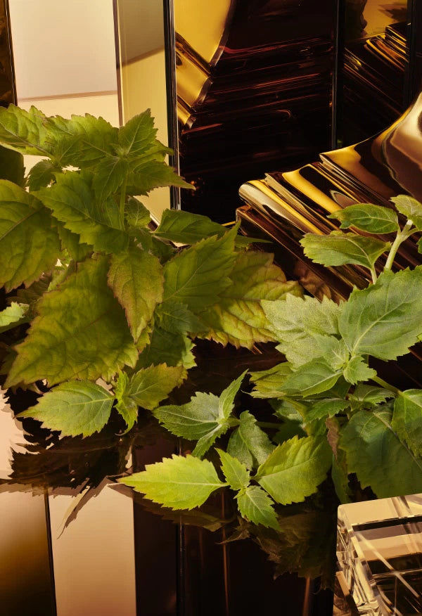 عطر "ذا وان فور مين" الذهبي المكثف