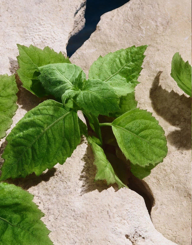 Light Blue Pour Homme Eau de Toilette