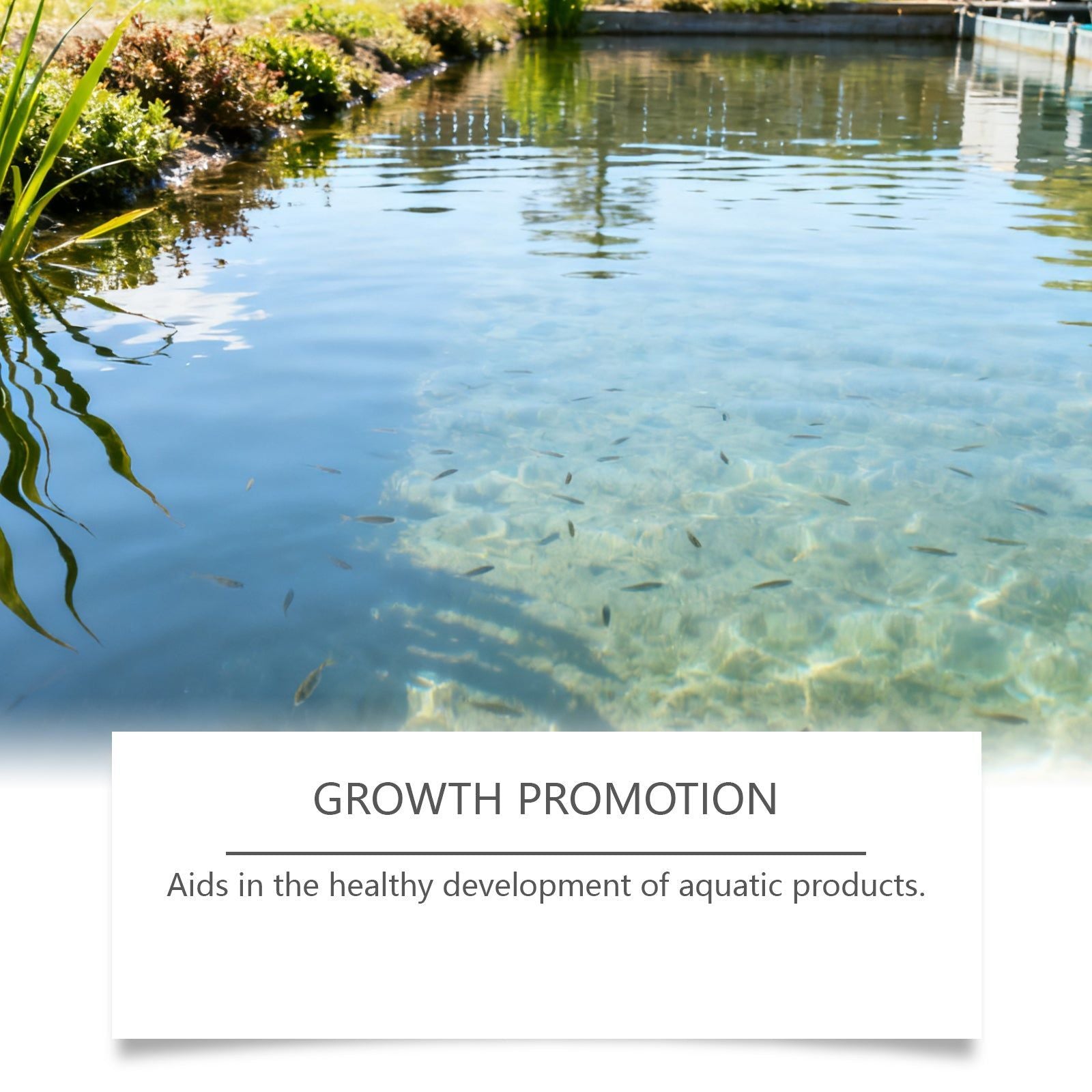 Boost Water Quality with Feed Additive Powder, Odor Control, Easy Use ,100g