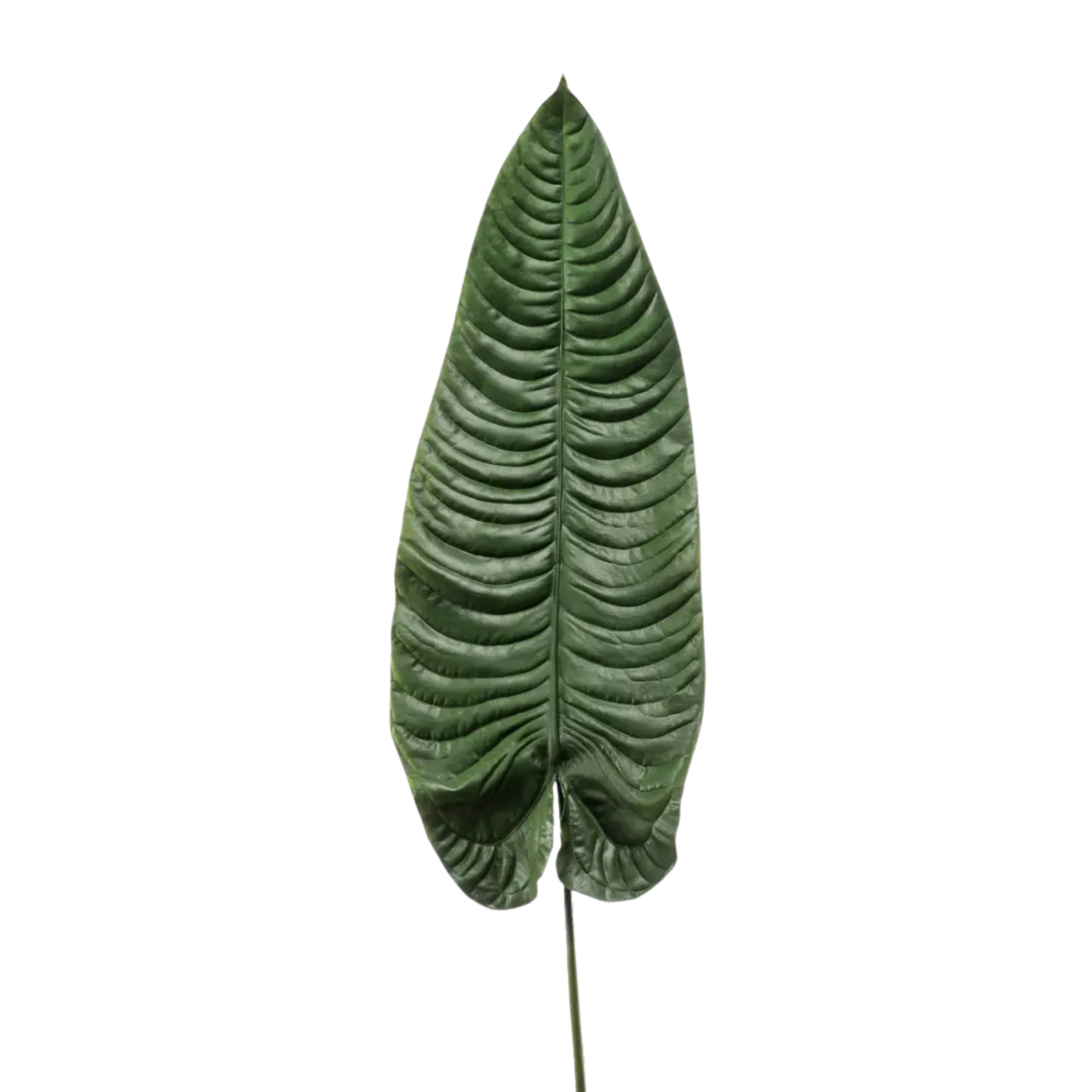 Elephant Ear Leaf