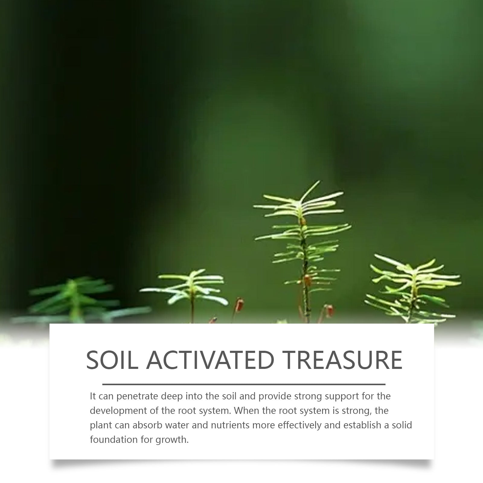 Boost Plant Growth with Soil Activator, Fast-Acting Fertilizer for Healthy Vegetables and Fruits ,100g