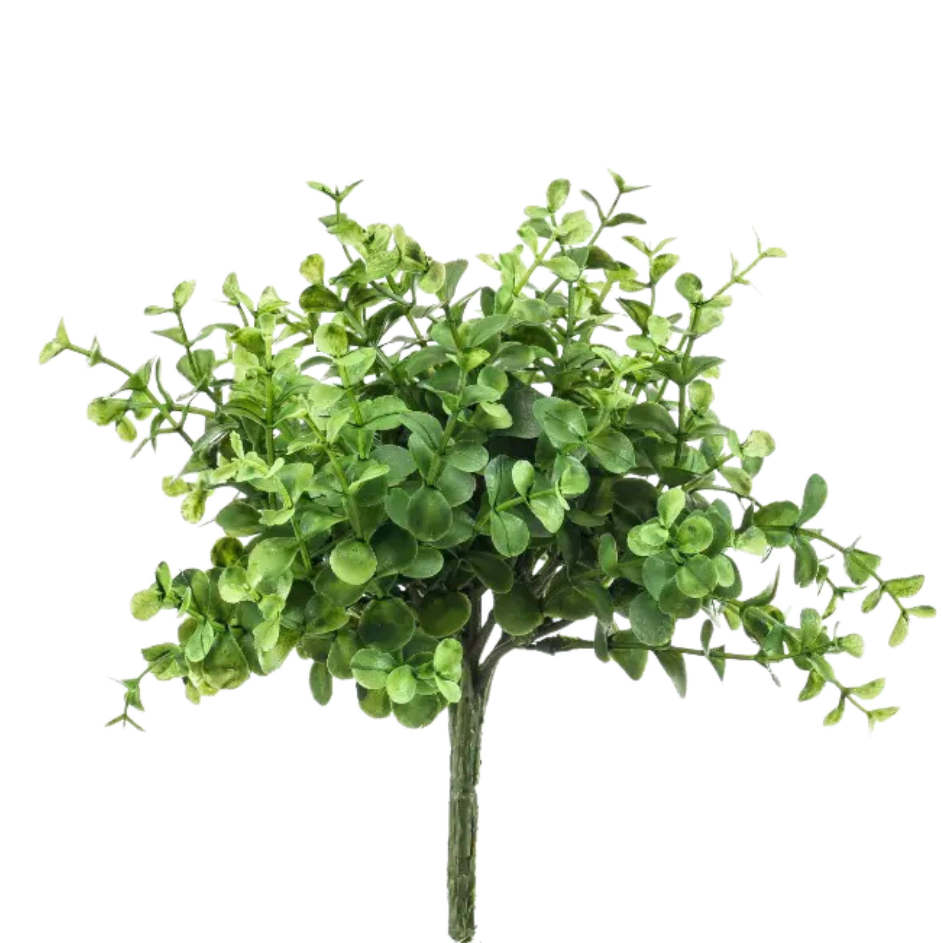 Eucalyptus Bush Compact