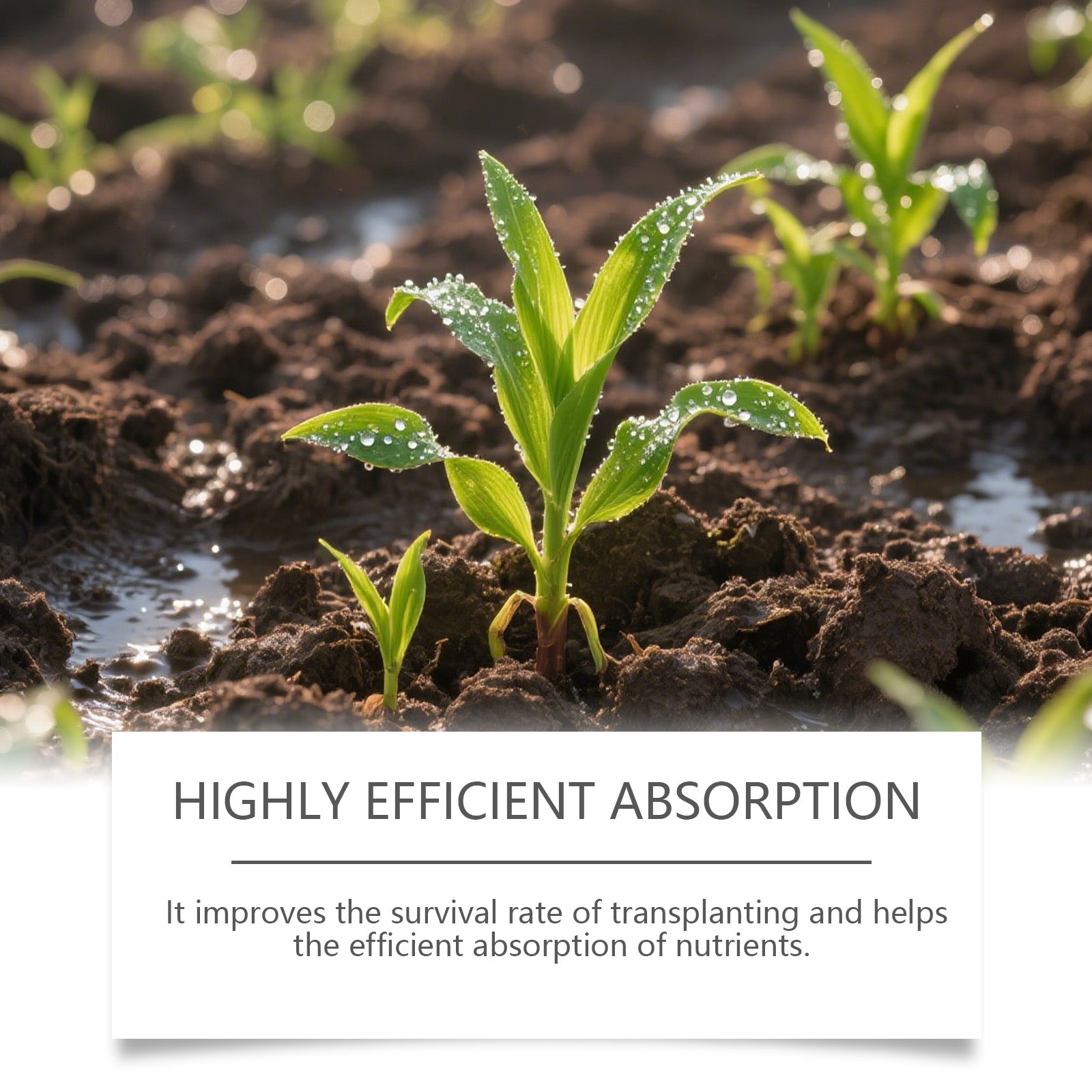 Boost Plant Nutrition, Fast Root Growth Liquid Fertilizer for Indoor Outdoor Plants ,50ml