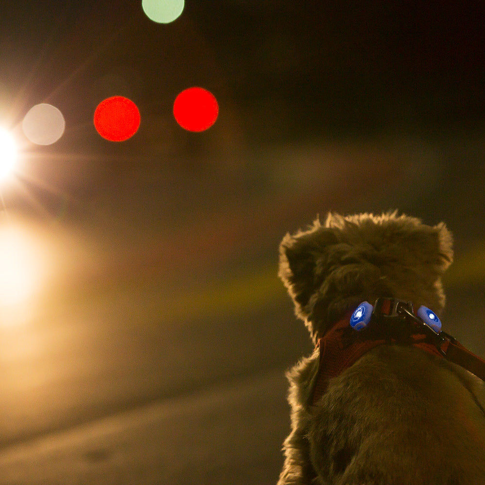 مصابيح السلامة LED من Curli Luumi