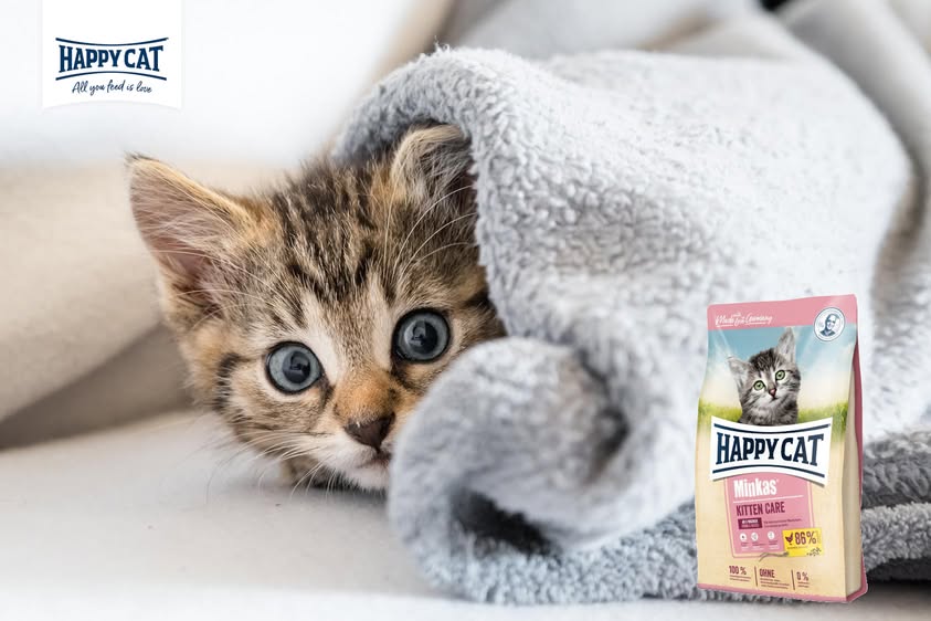 Happy Cat Minkas: العناية بالقطط الصغيرة