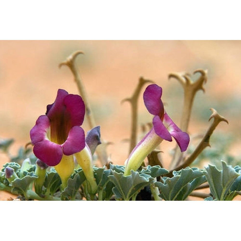 Aquasol Devil's Claw Root Tea 20g