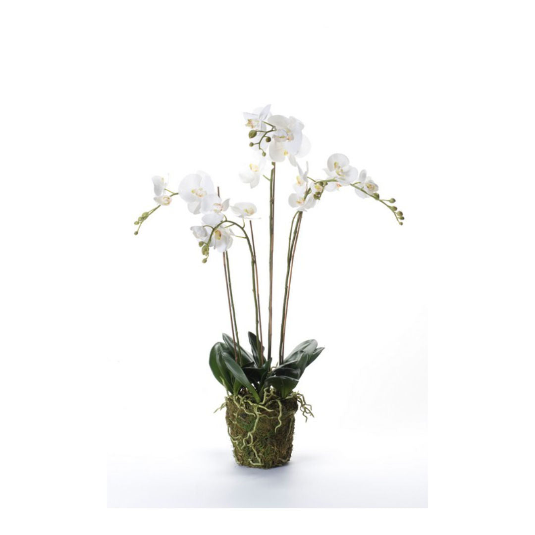 Phalaenopsis Moss Base, White Blooms