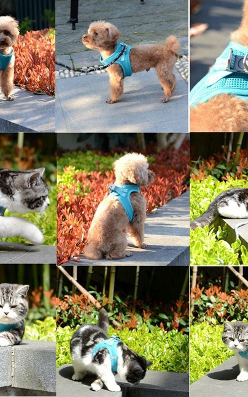 Dog Harness Adjustable Mesh Dog Vest Harness With Leash Set Pet Leash For Small Pets