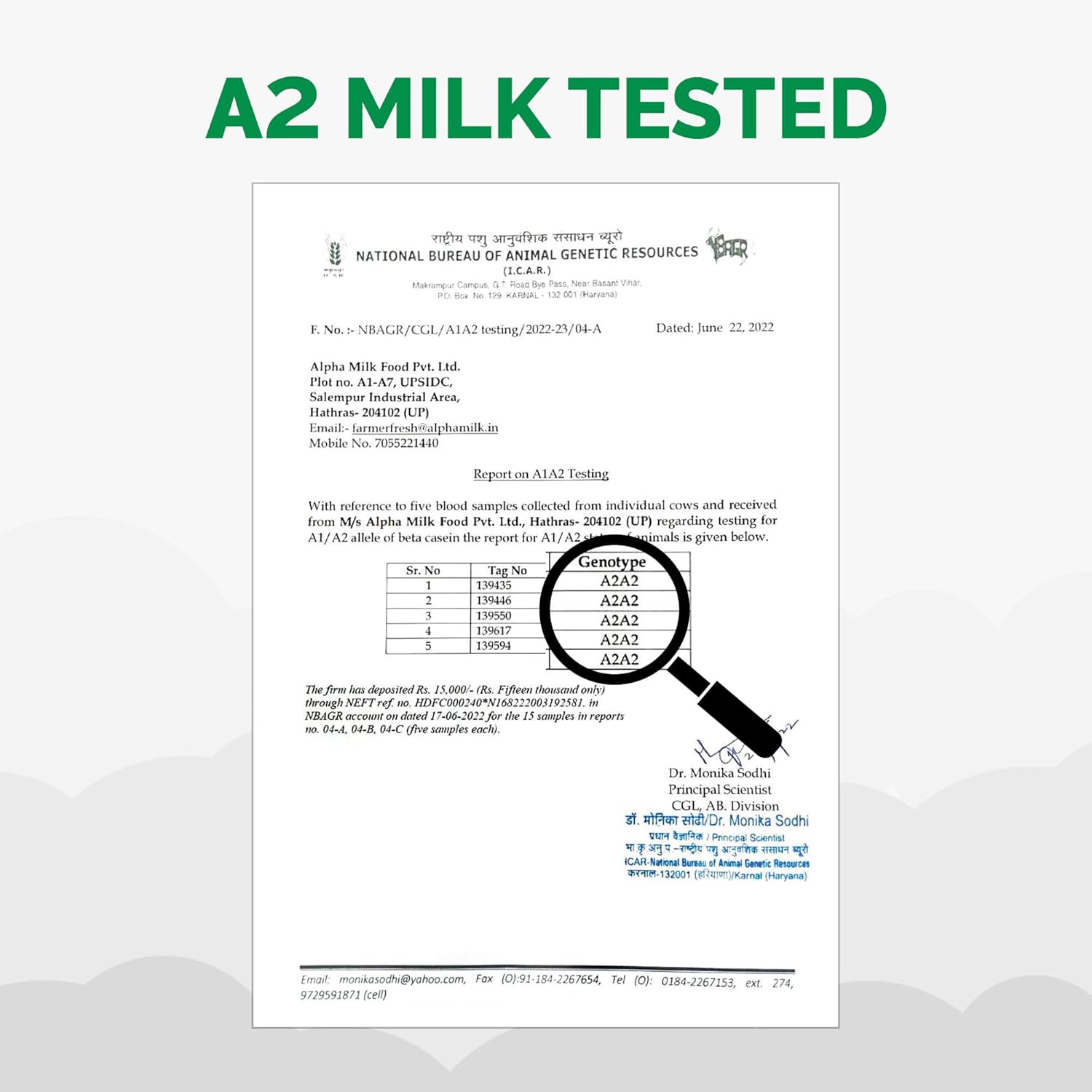 Auric A2 Bilona Desi Cow Ghee 500 ml