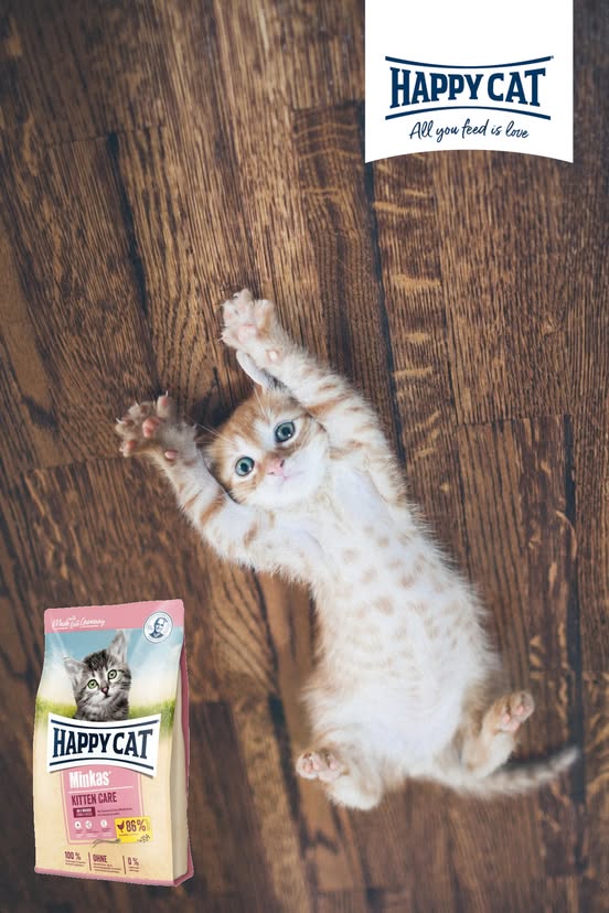 Happy Cat Minkas: العناية بالقطط الصغيرة