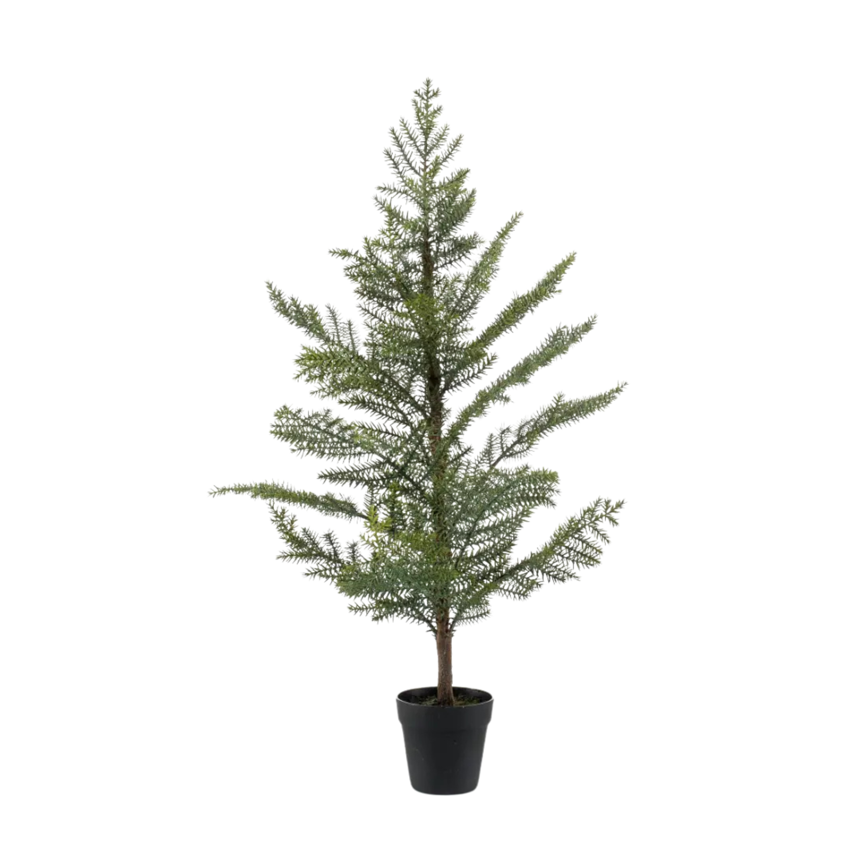 Araucaria in Plastic Pot 95cm