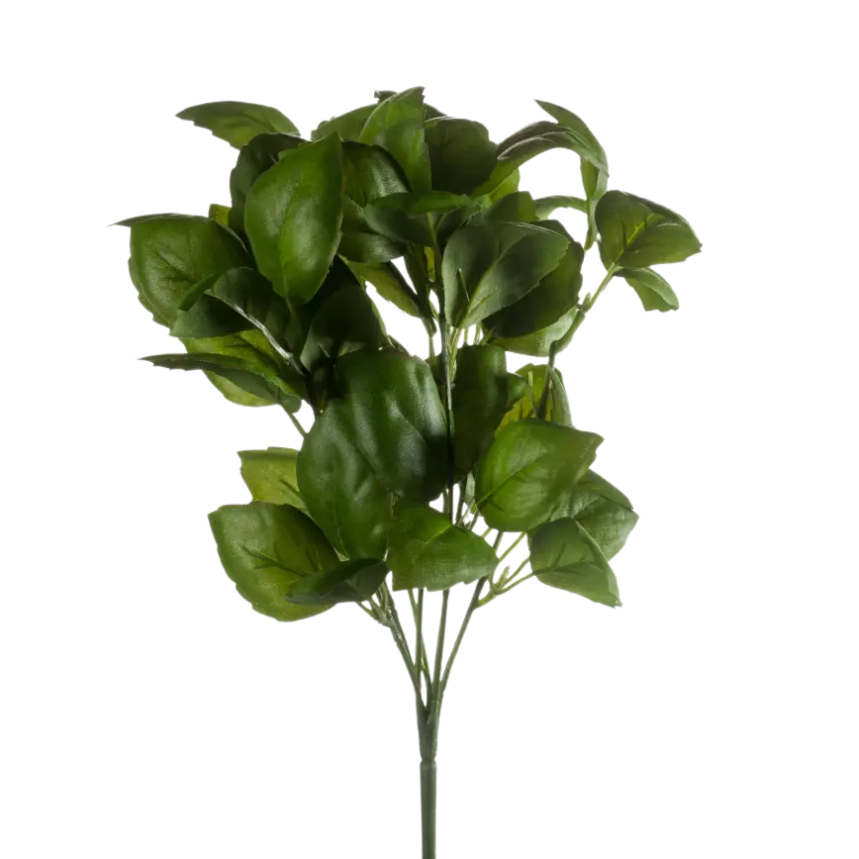 Basil Bush Dark Green