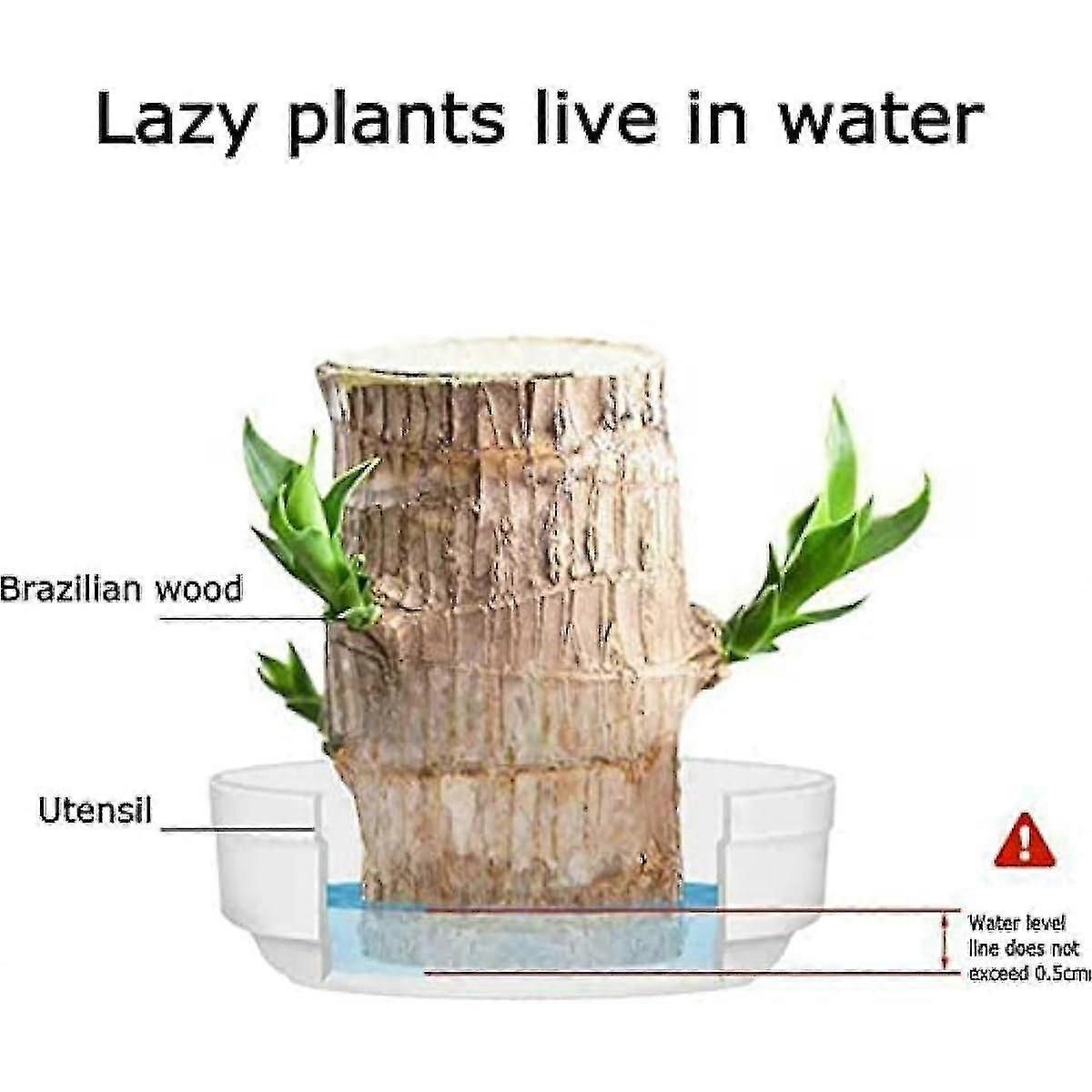 Mini Brazil Lucky Wood - Magical Sprouting Lucky Bamboo Wood Hydroponic Potted Plant Stump Small Mini Plant Indoor Office Desktop Plant (brazilian Wo zxin