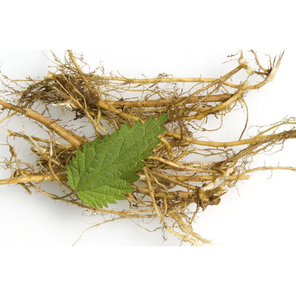 Aquasol Nettle Root Tea 20g