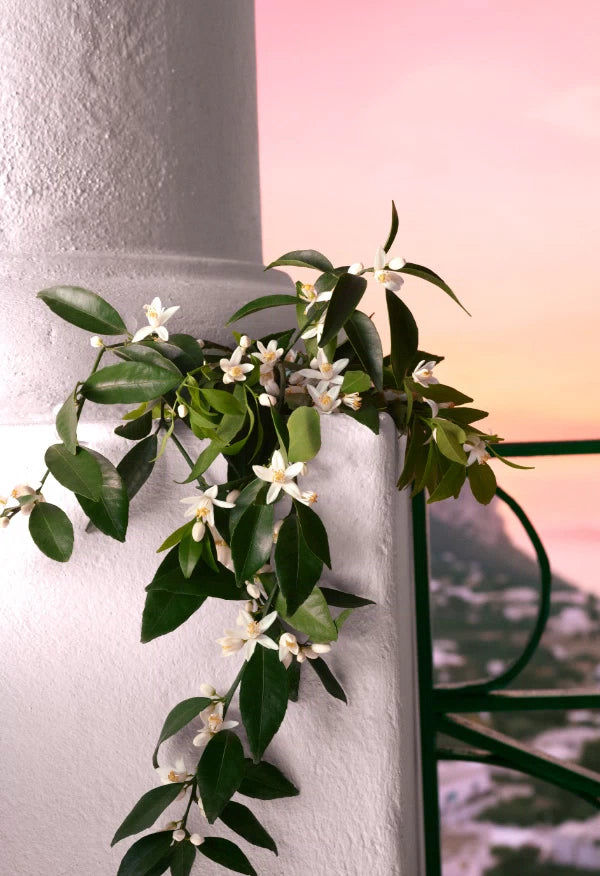 Devotion Eau de Parfum Intense