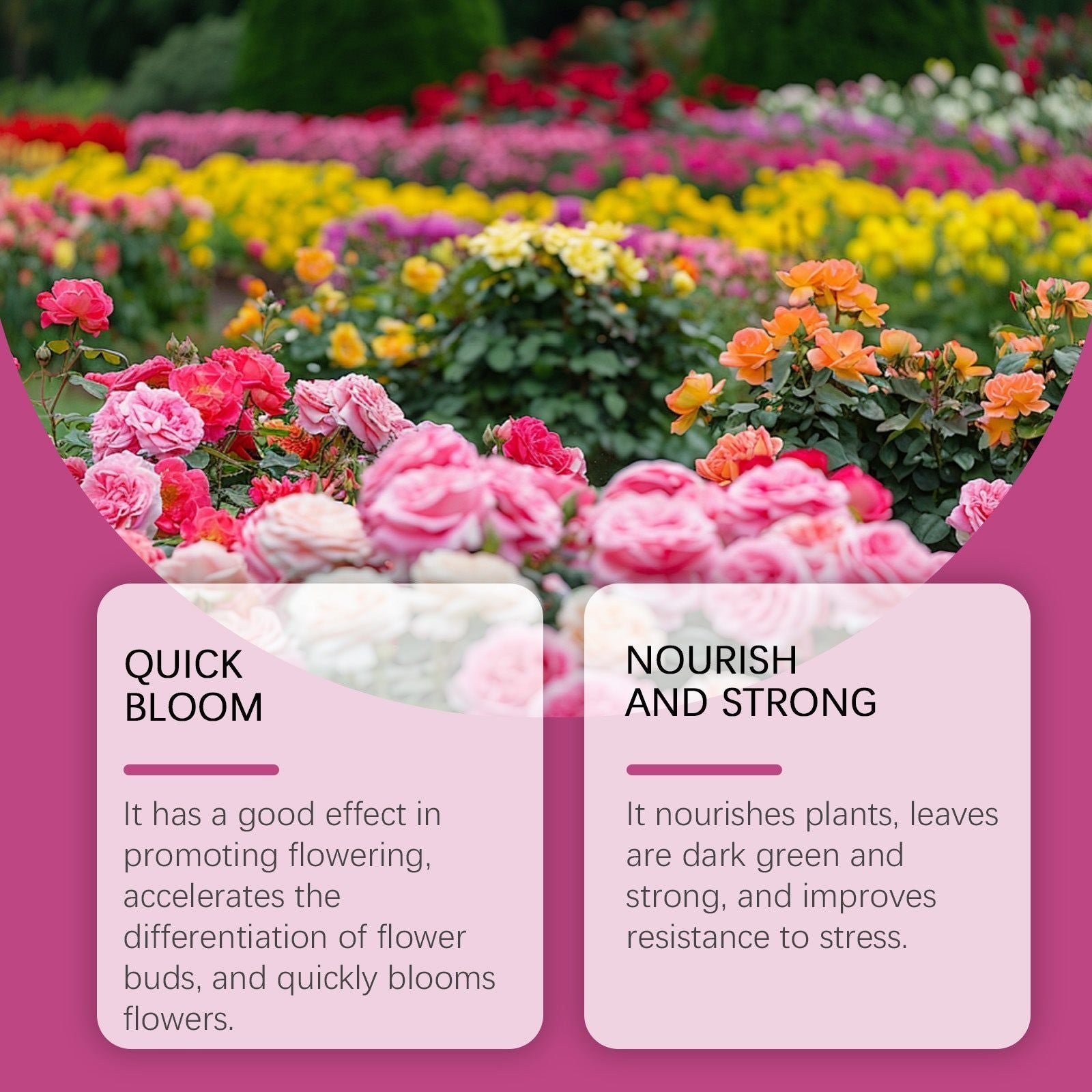 Boost Flowering with Nutrition Powder, Fast-Acting Plant Fertilizer for Vibrant Blooms ,1set