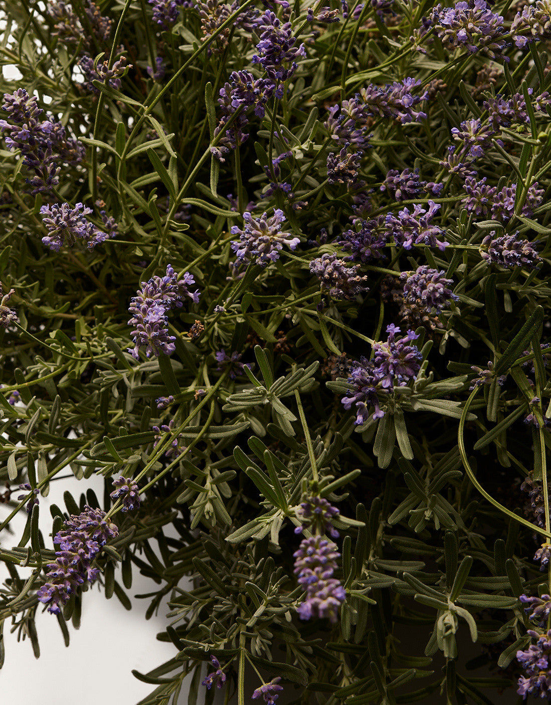 DGVIB3 Eau de Parfum 100ml