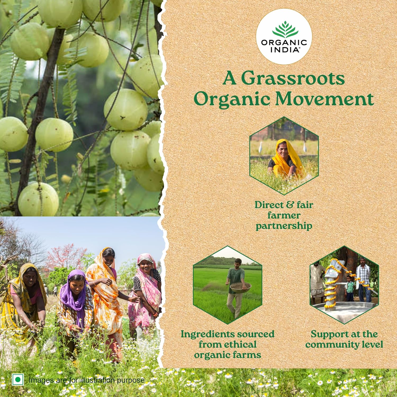 شاي تولسي الزنجبيل والكركم من ORGANIC INDIA، 25 كيس شاي
