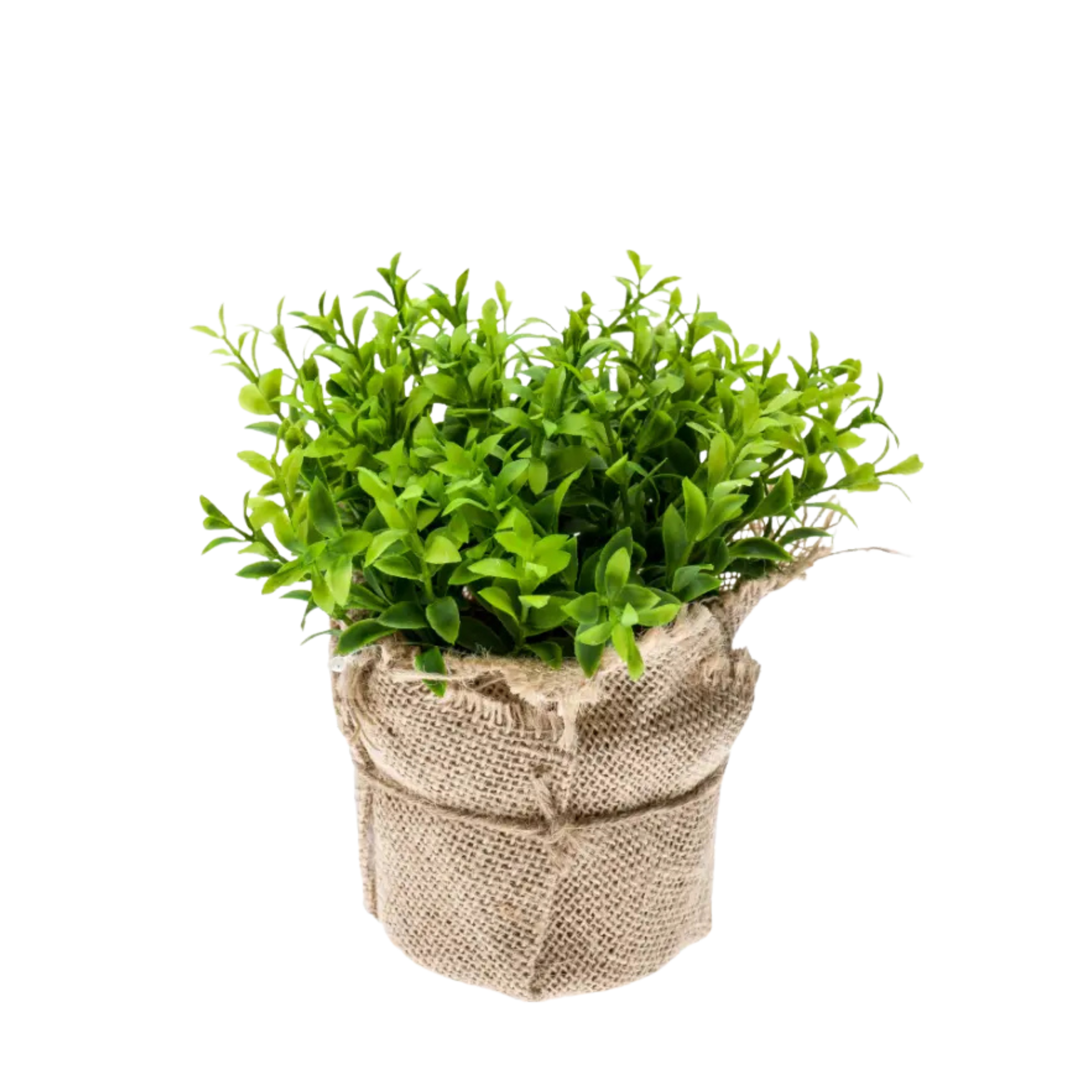 Cress Bush