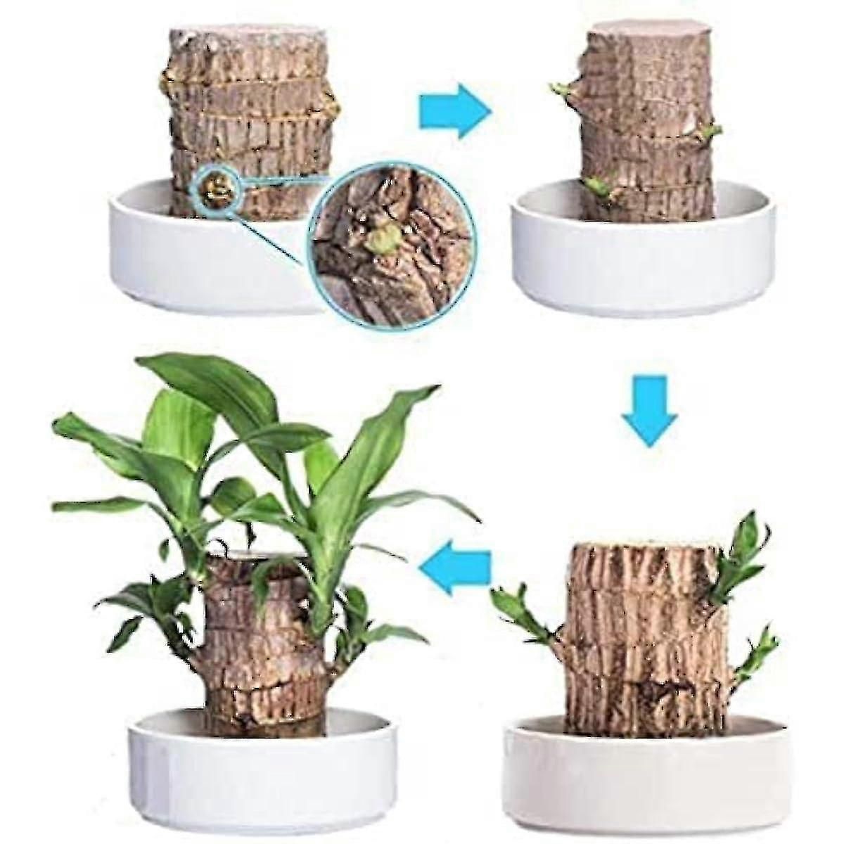 Mini Brazil Lucky Wood - Magical Sprouting Lucky Bamboo Wood Hydroponic Potted Plant Stump Small Mini Plant Indoor Office Desktop Plant (brazilian Wo zxin