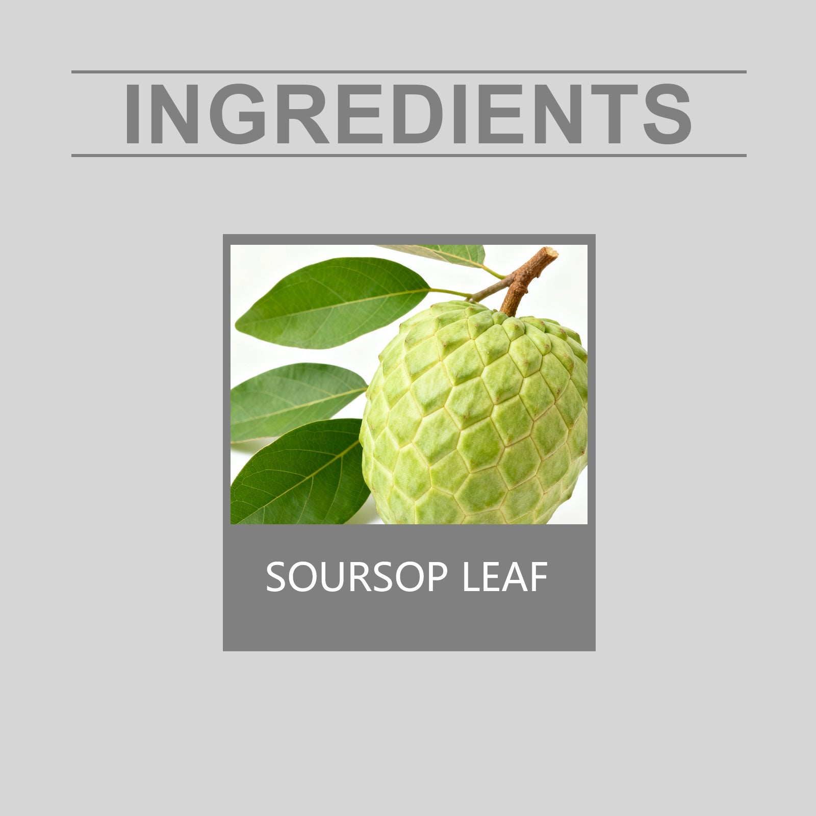 Boost Your Body Care with Sugar Apple Leaf Herbal Tea, Immune Support, Antioxidants ,15pieces