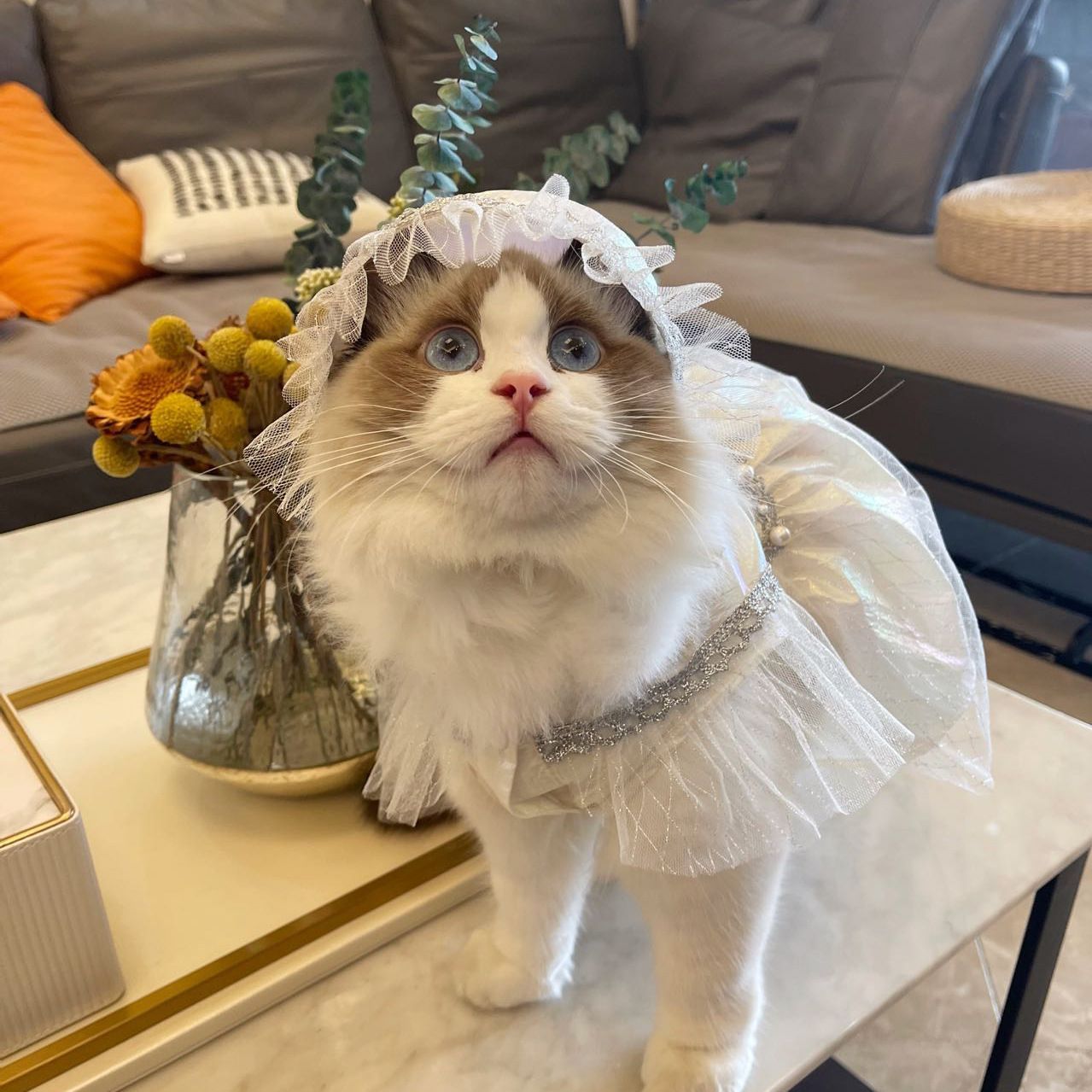 Pets Cute Princess Lace Dresses Puppy Girl Dog Costumes Doggie Cat Apparel
