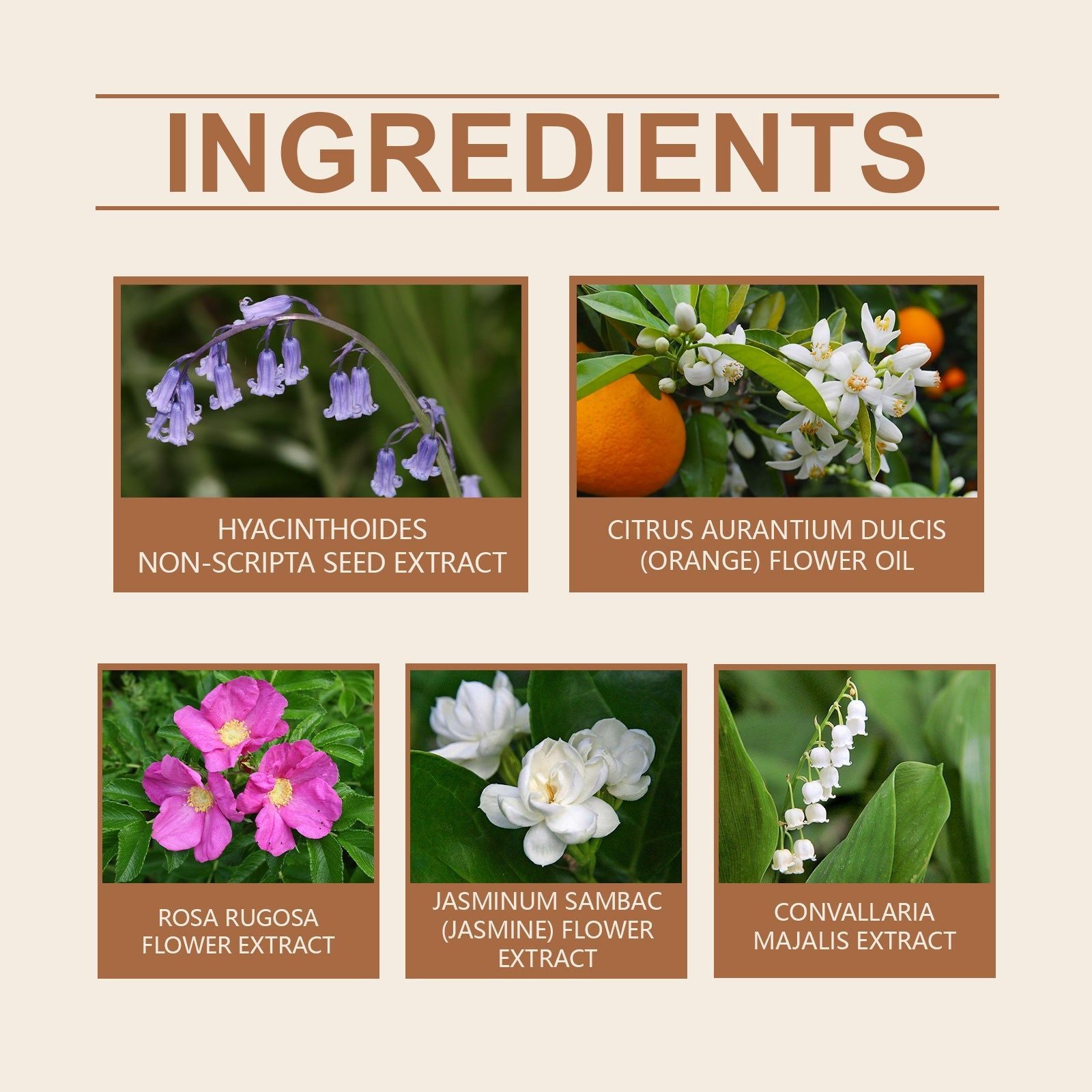 Bellflower Perfume for Women, Long Lasting Fragrance, Elegant Floral Scent ,50ml